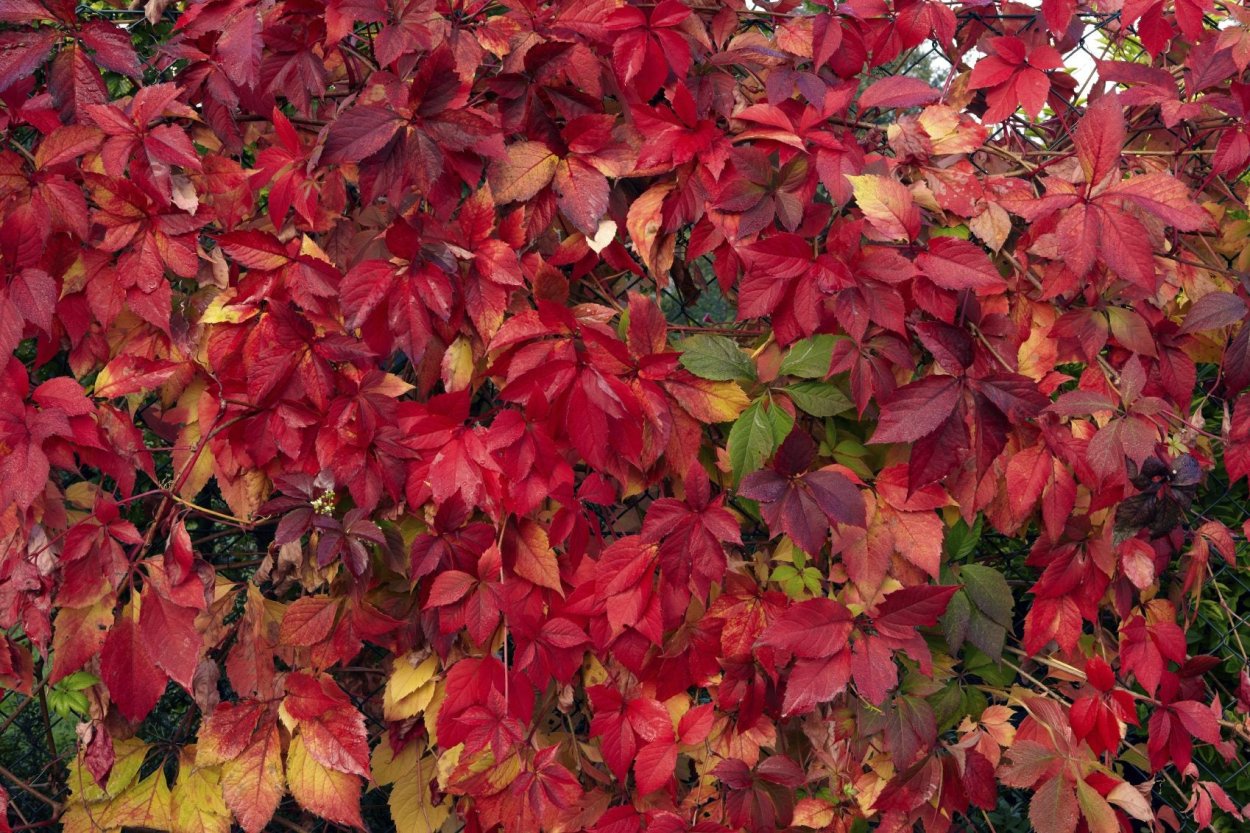 Ясень autumn Purple