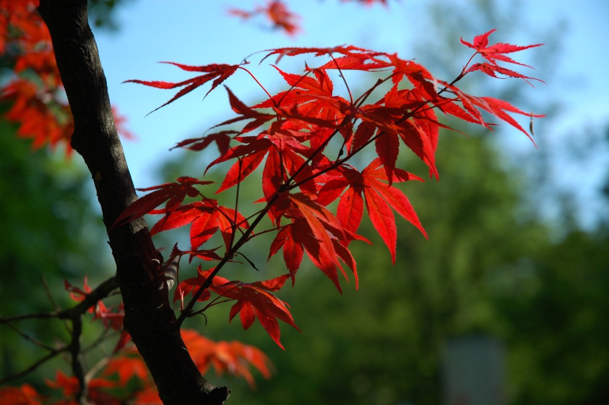 Acer rubrum (клен красный) 'Red Sunset'