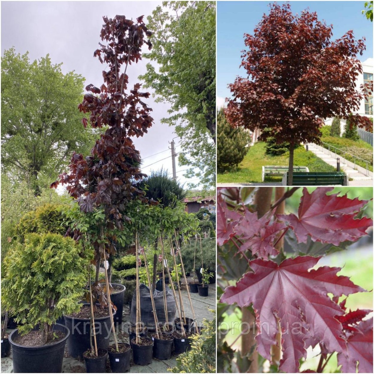 Рябина Тюрингская Фастигиата