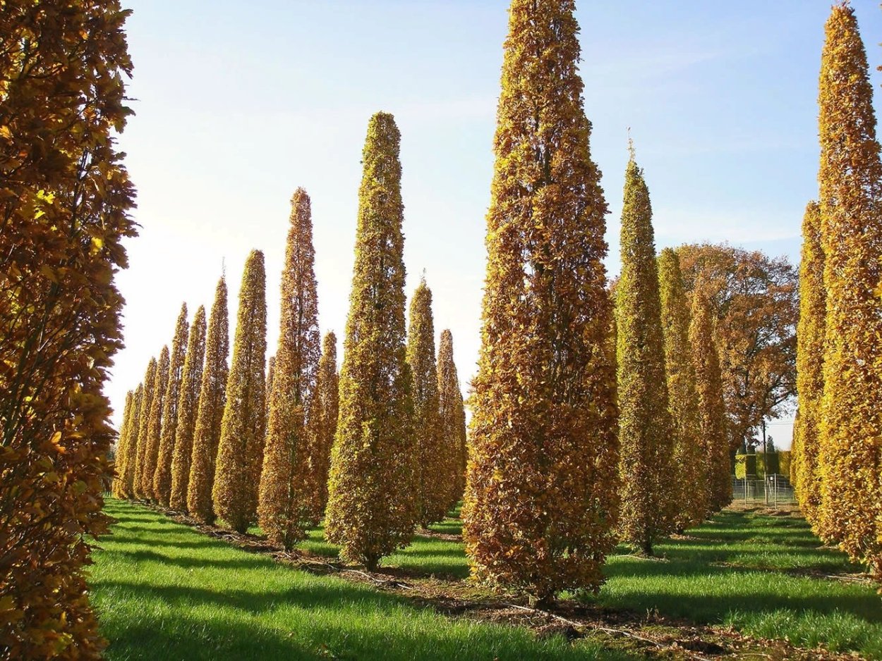Клен остролистный Кримсон Кинг