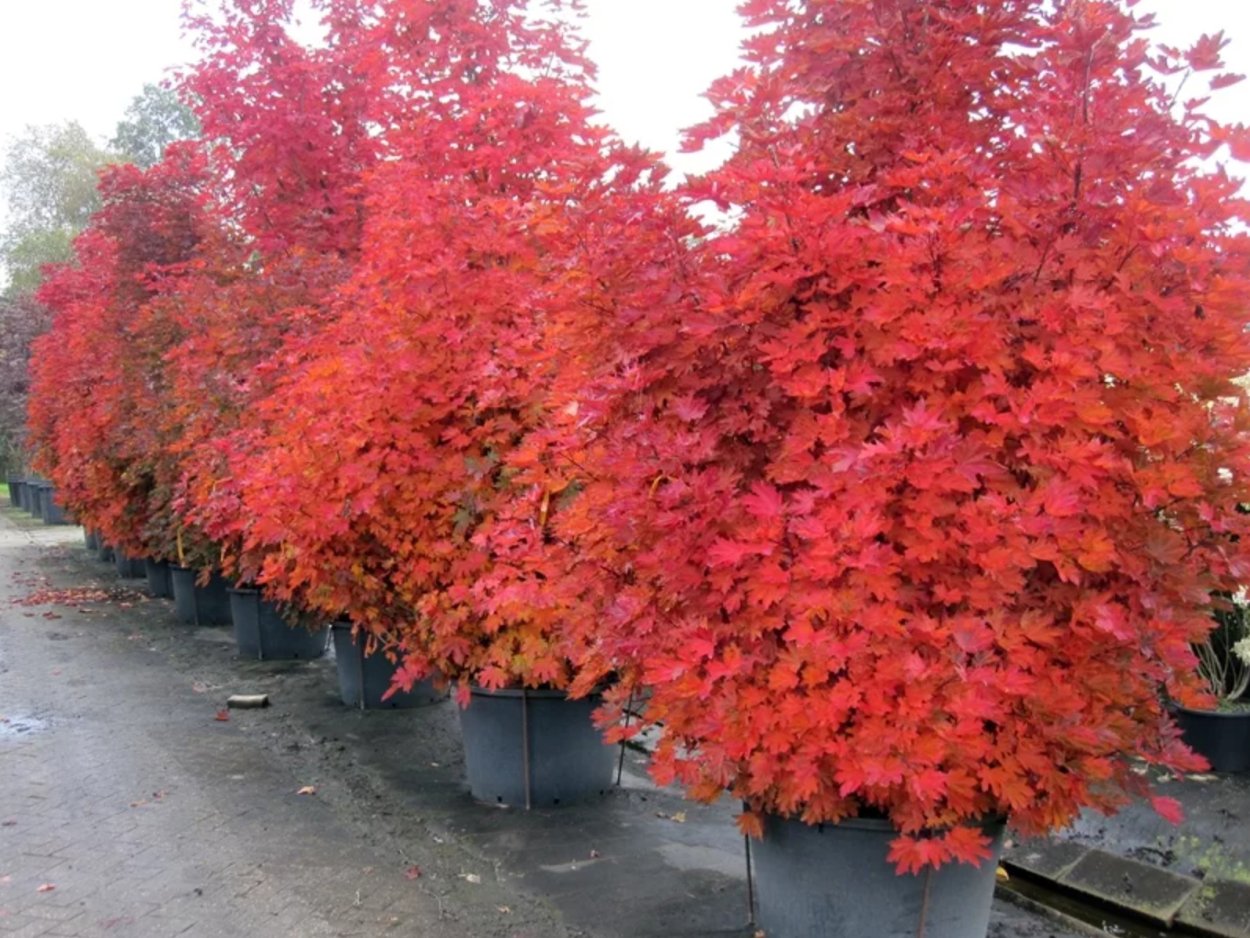 Клен остролистный Кримсон сентри