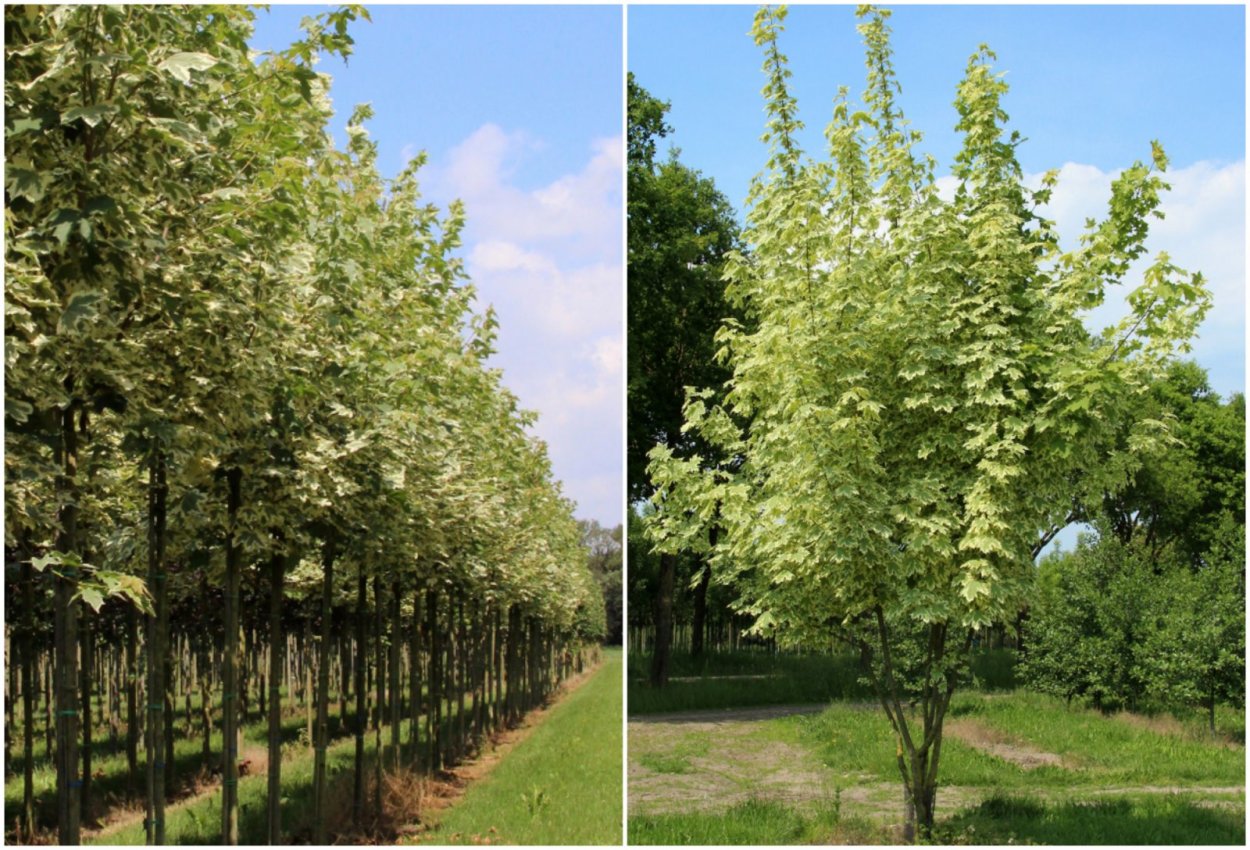 Клен остролистный &#96;Колумнаре&#96;, Acer platanoides &#96;Columnare&#96;