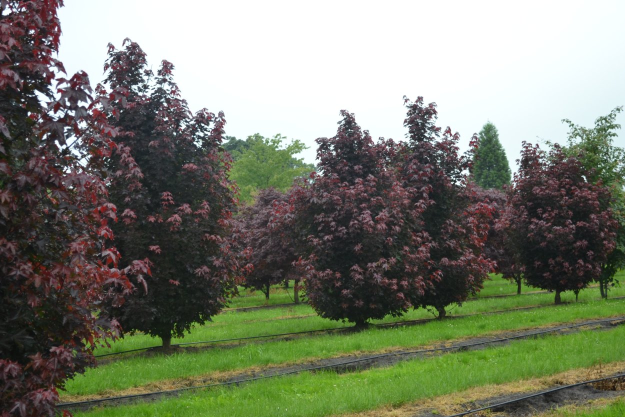 Клен осролистный "Кримсон сентри"