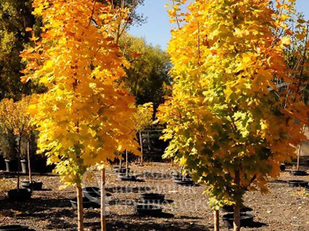 Клен остролистный Кримсон сентри