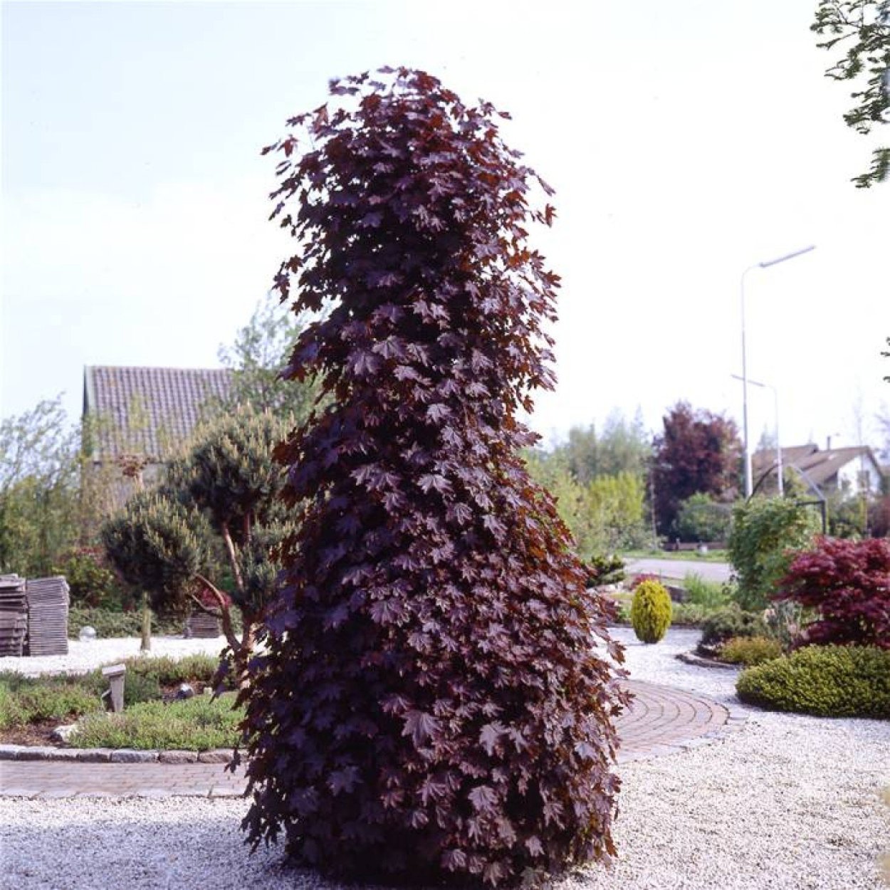 Quercus Robur Fastigiata Koster