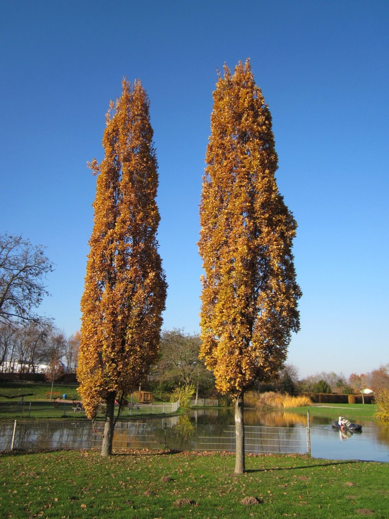 Дуб черешчатый колоновидный