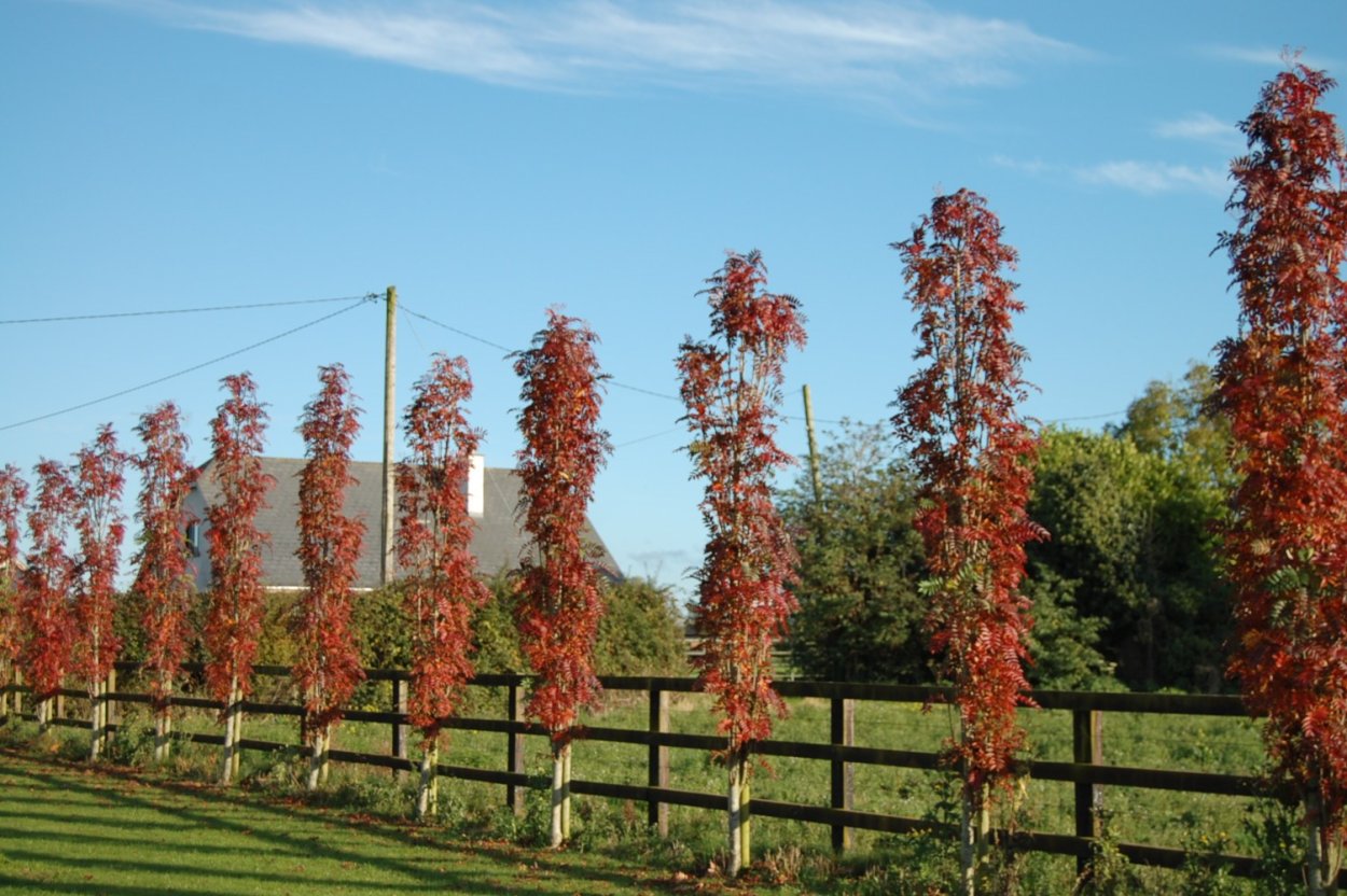 Клен краснолистный Кримсон сентри