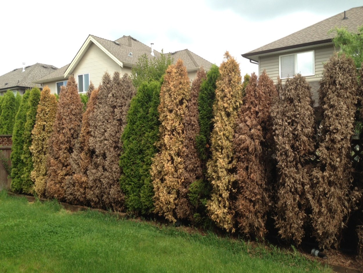 Стрижка Тиса ягодного декоративная