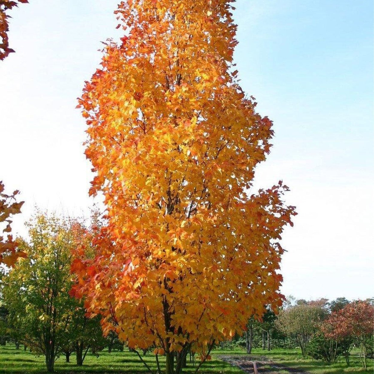 Дуб красный Фастигиата