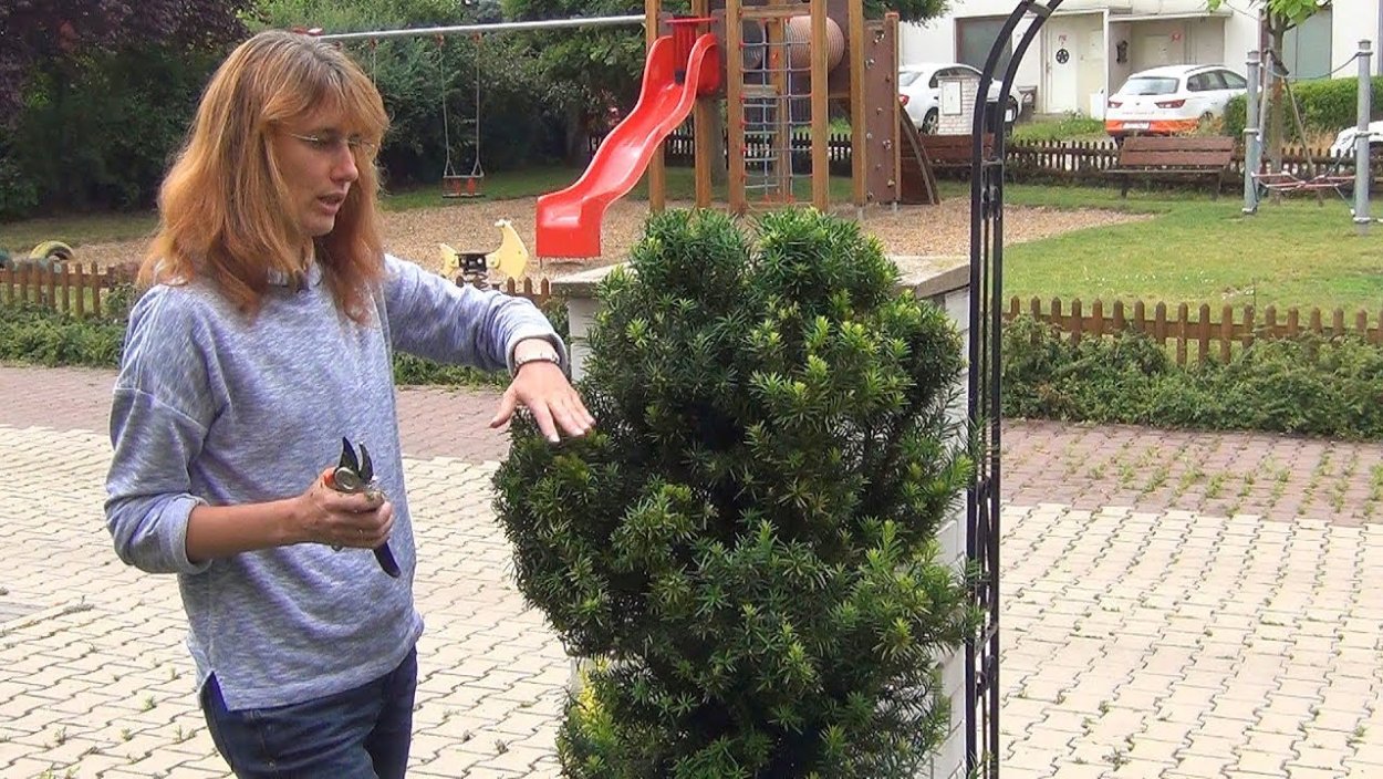 Туя Смарагд схема высадки