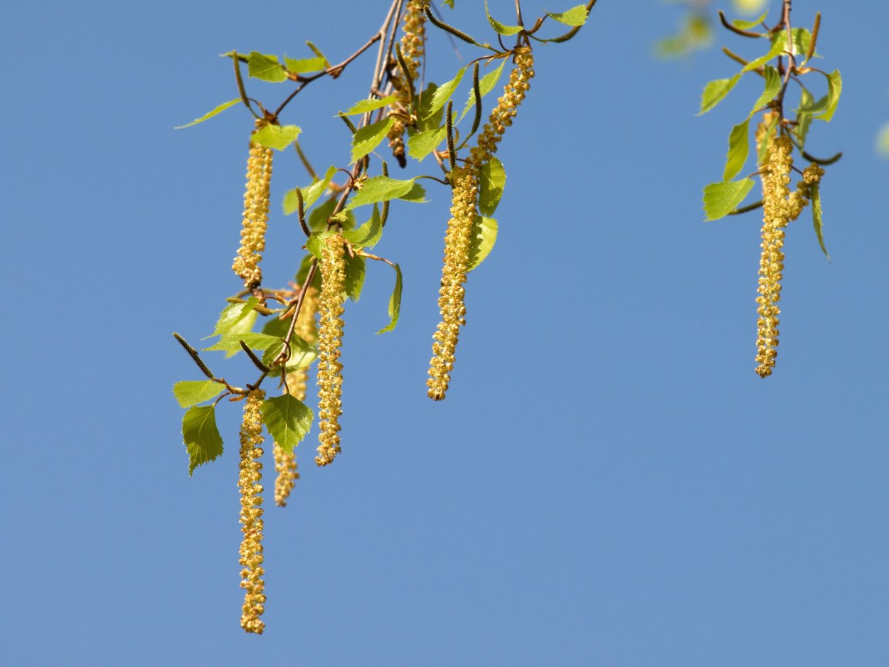Birch catkins