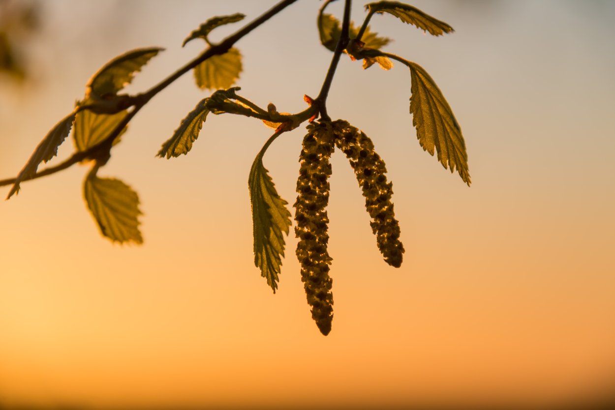 Береза пушистая цветение