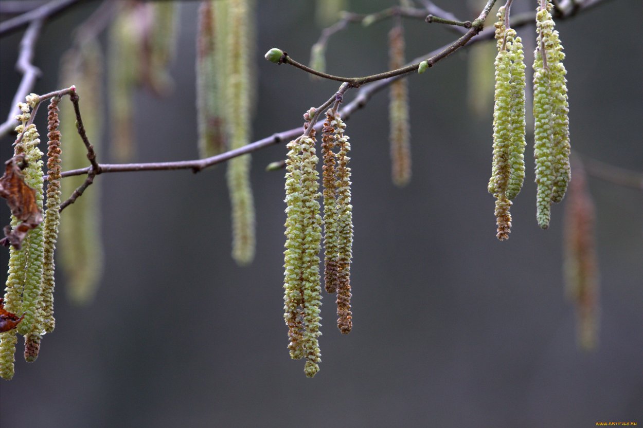 Березовая роща березы с сережками