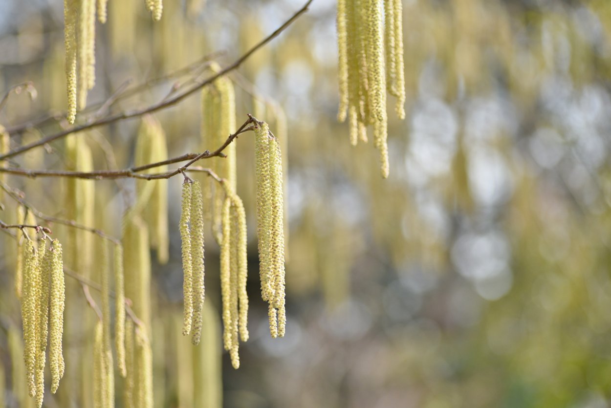 Сережки на деревьях
