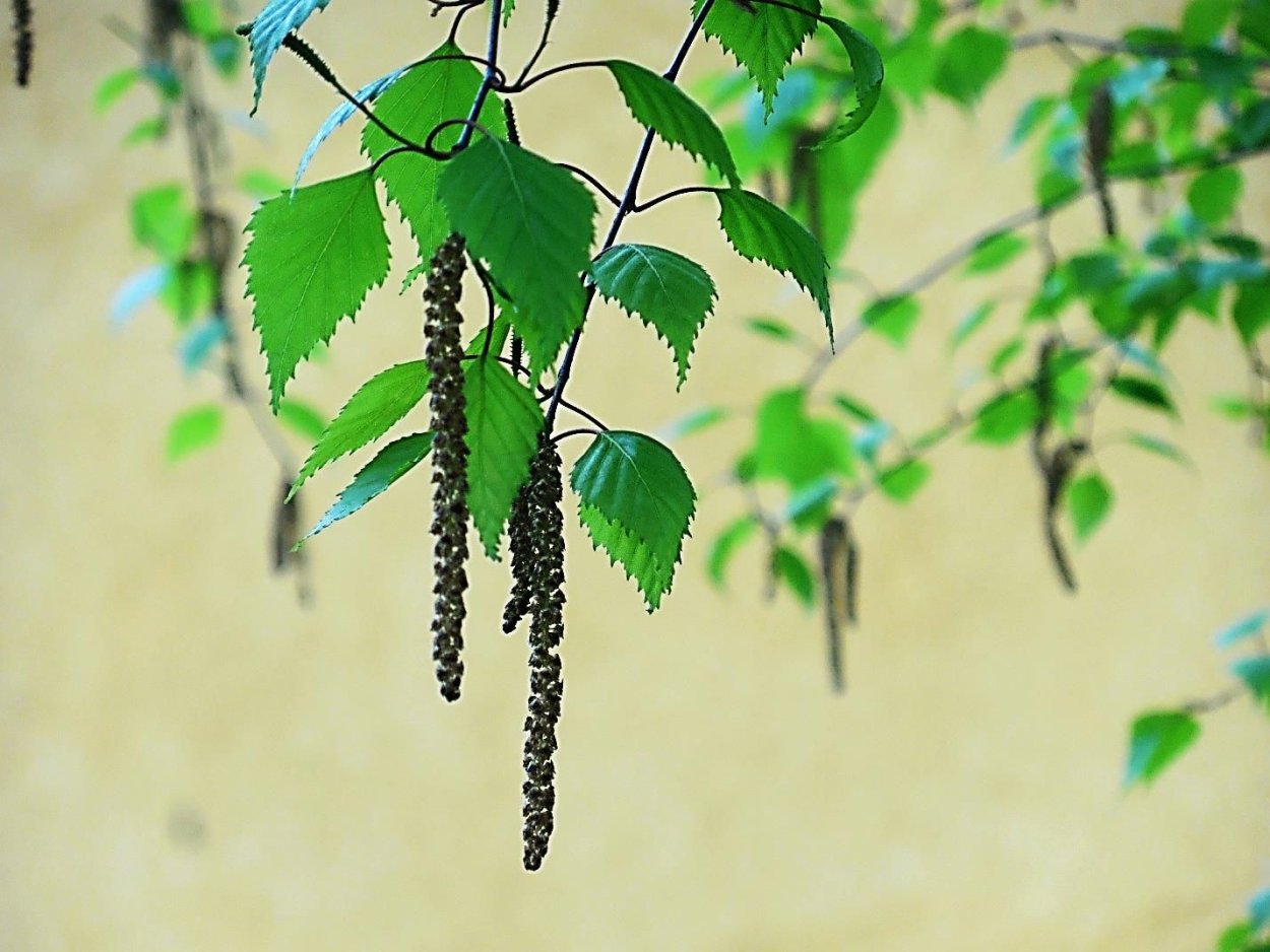 Тополь дерево плоды