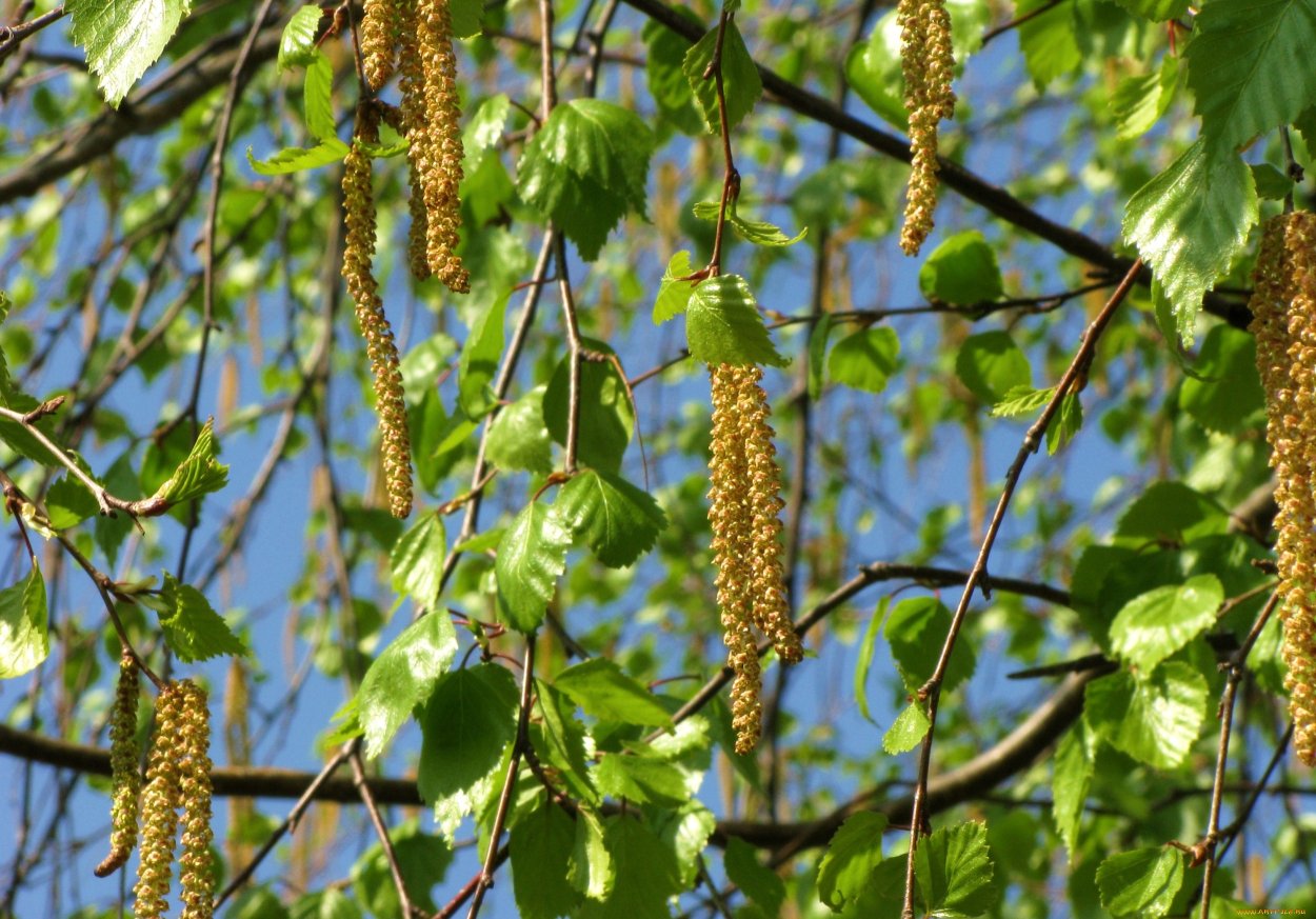 Береза дерево листья сережки