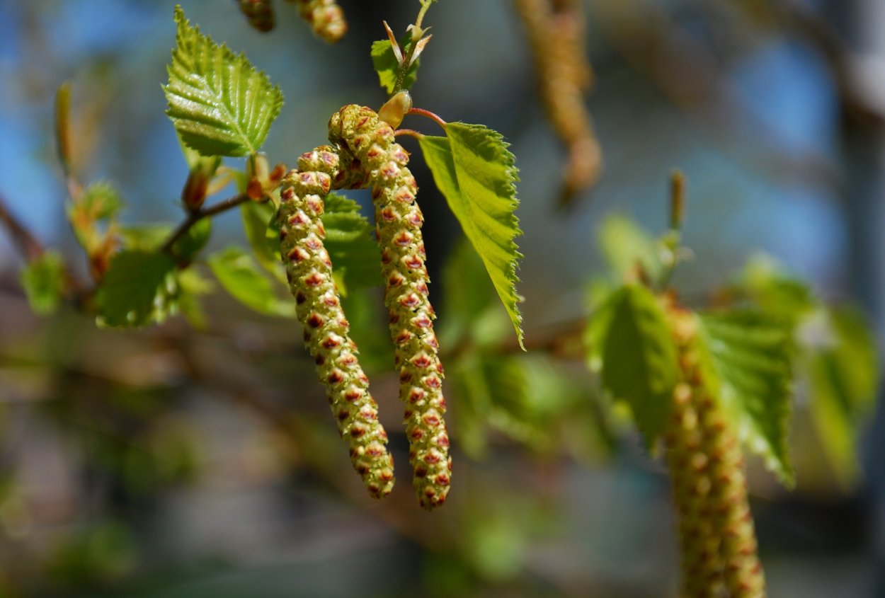 Берёза повислая весной