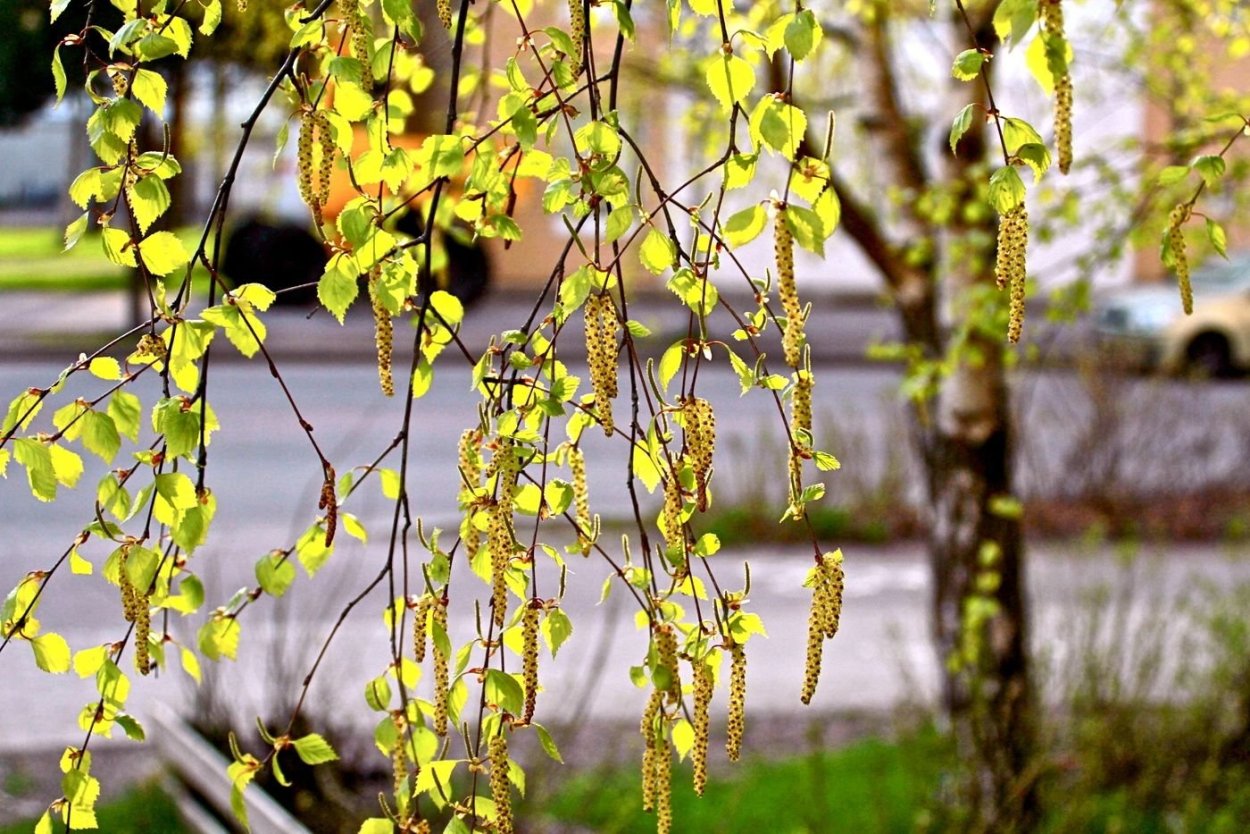 Липа мелколистная семена