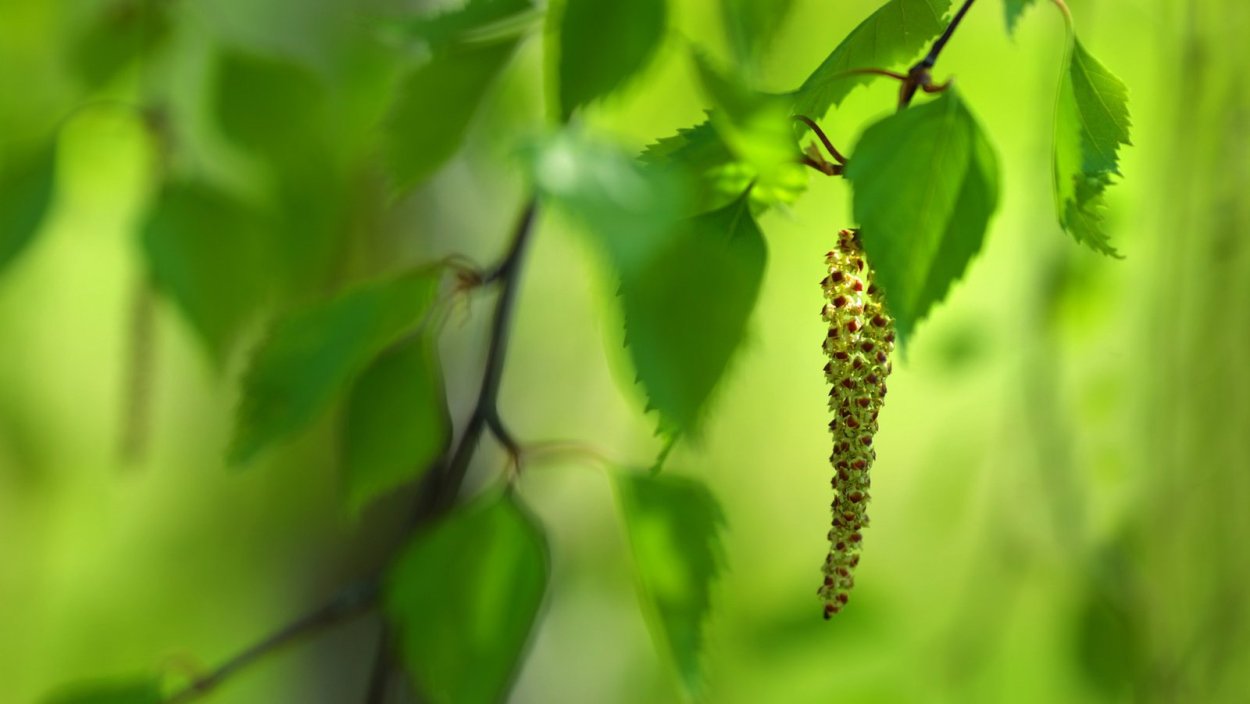 Березовые бруньки