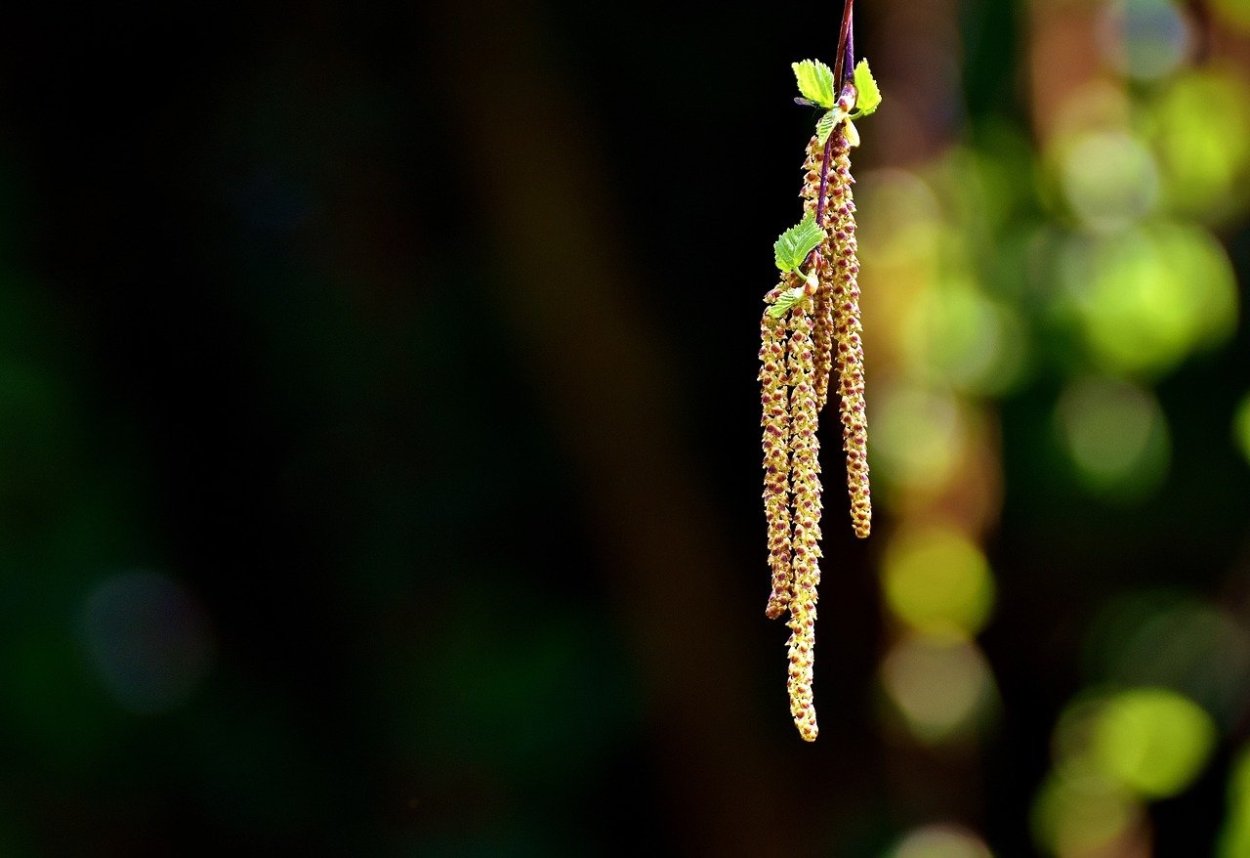 Сережка Ольховая легкая будто пуховая