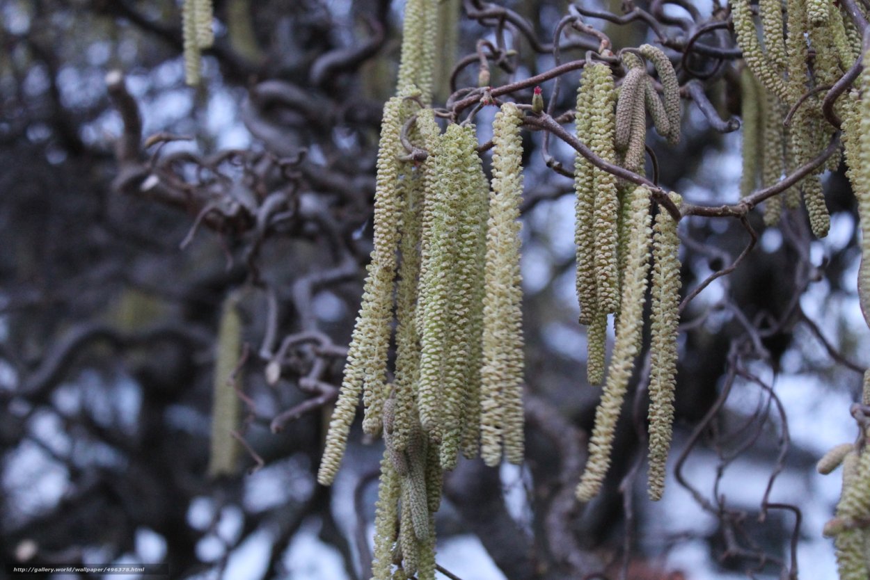 Черемуха, Ива, ольха.