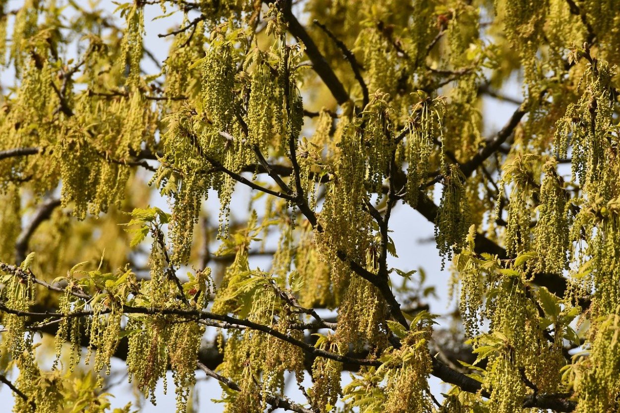 Верба плоды