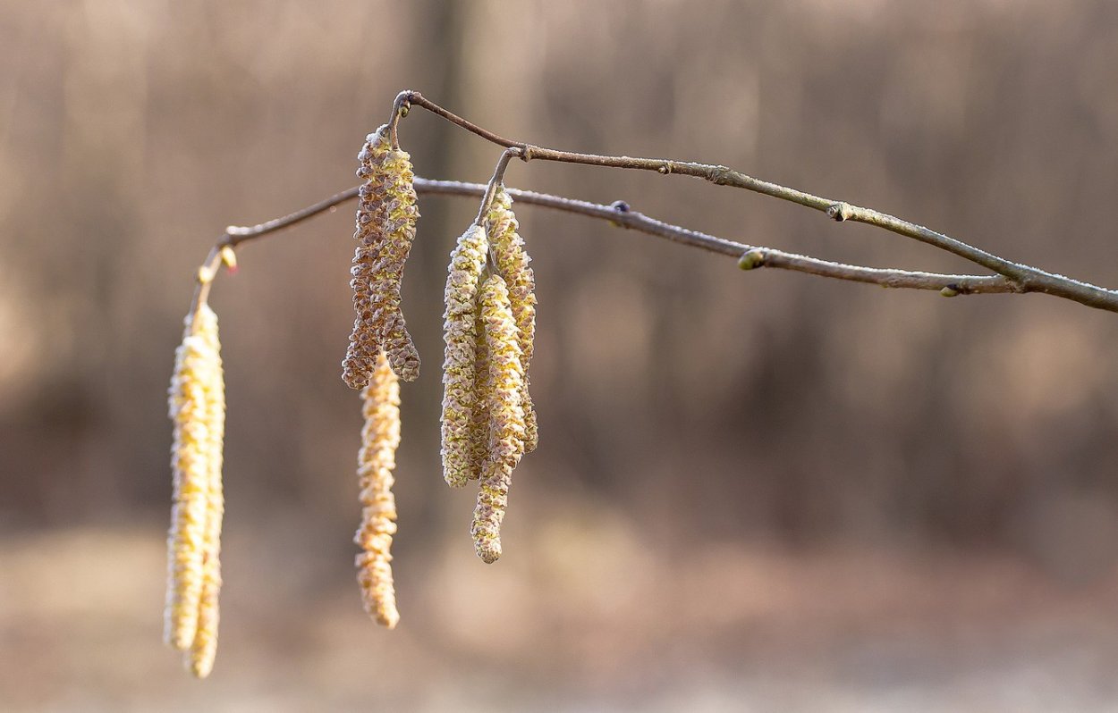 Бруньки ольхи