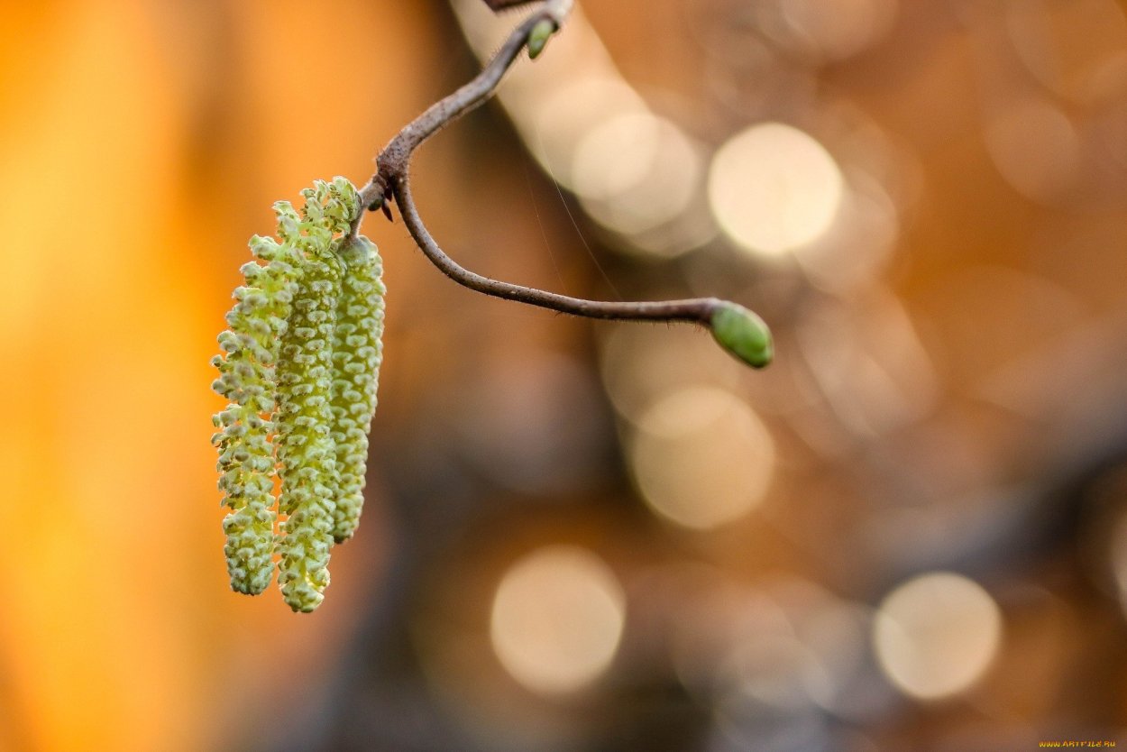 Тополь чёрный серёжки