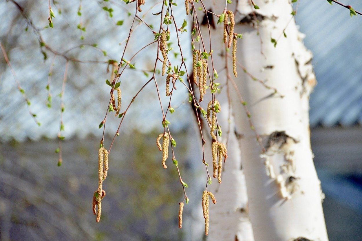 Береза пушистая Betula pubescens цветение