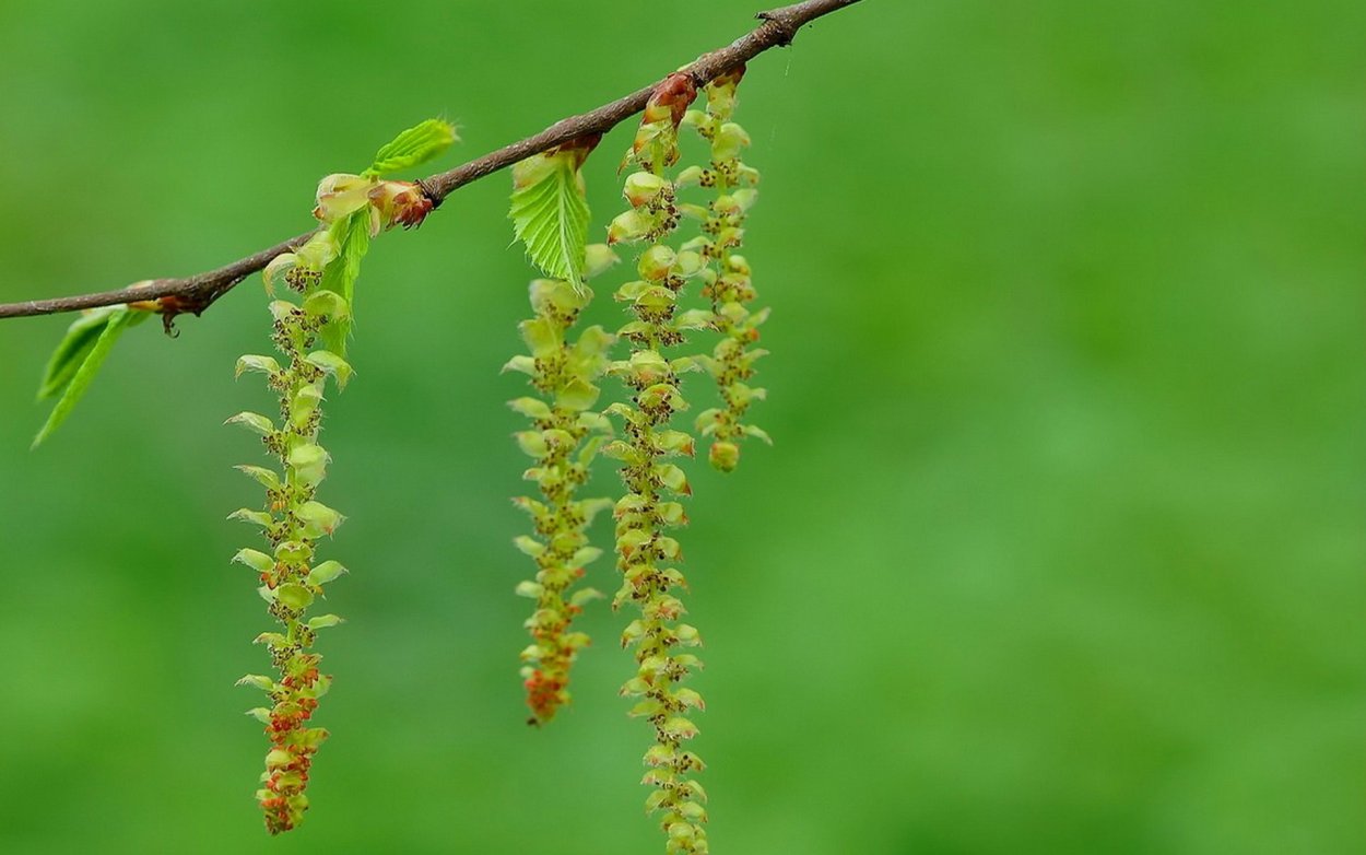 Ветка березы с сережками