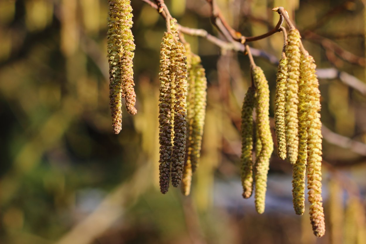 Береза соцветие Сережка