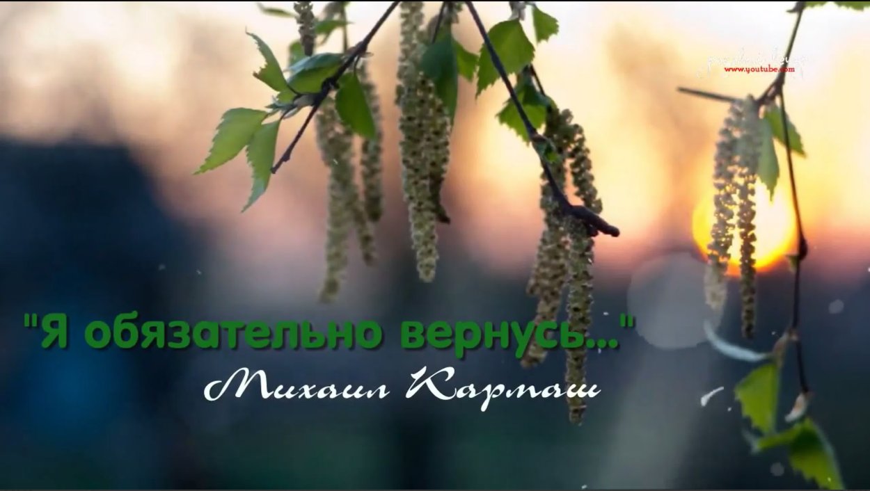 Дерево с мохнатыми сережками