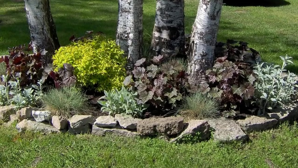 Приствольный круг березы