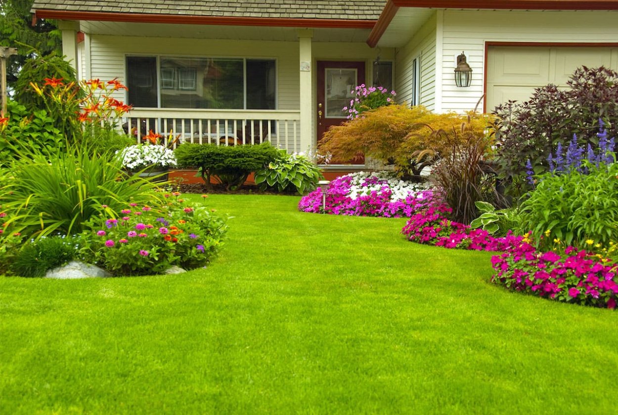 Береза повислая многоствольная