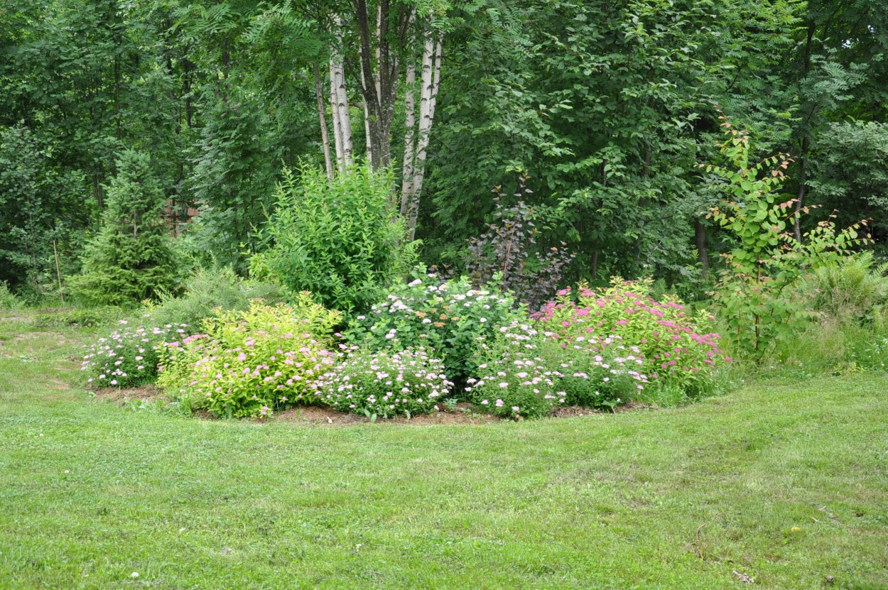 Спирея в Лесном саду