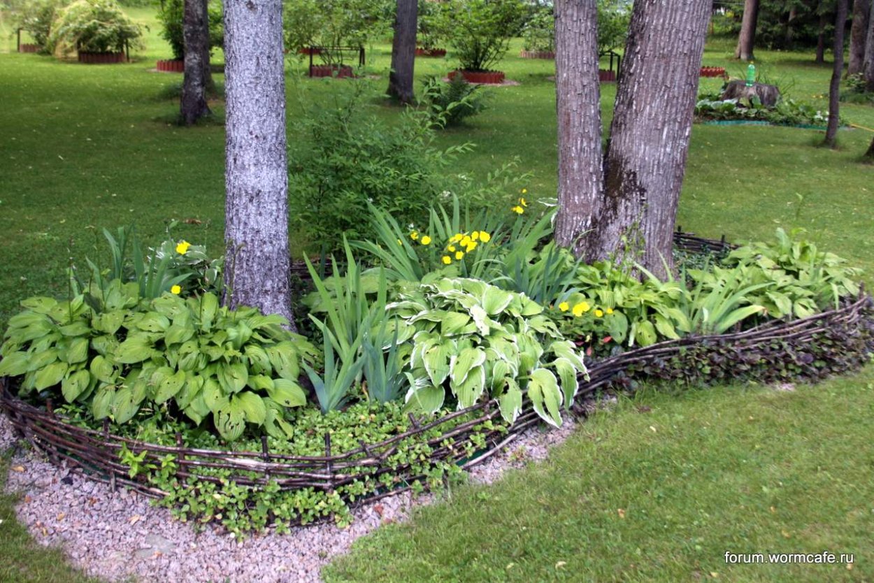 Приствольный круг вокруг березы