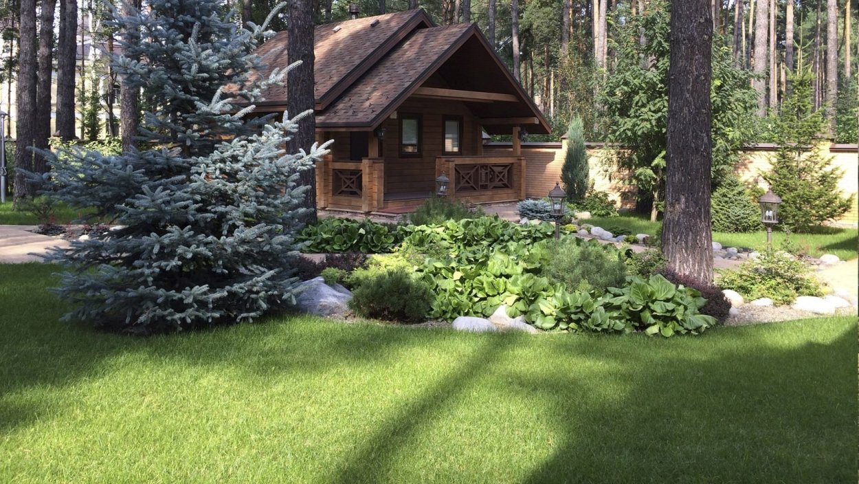 Газон под деревьями в саду