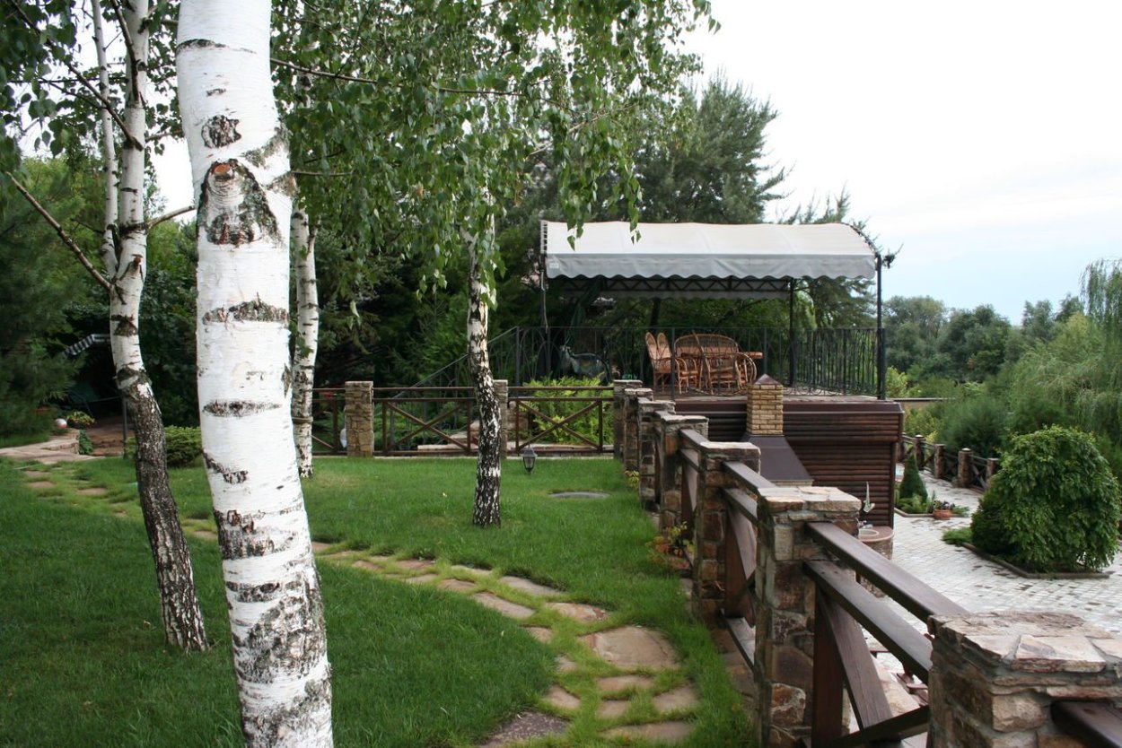 Ирга Ламарка с хвойными