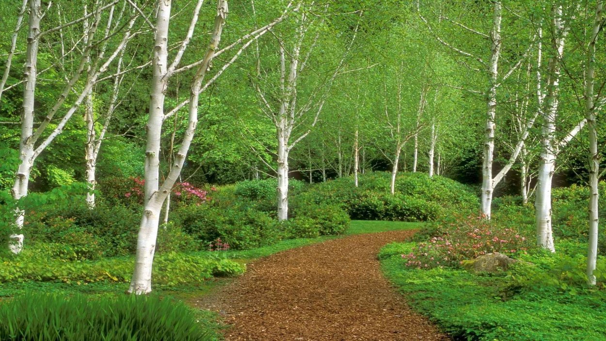 Лесной ландшафт