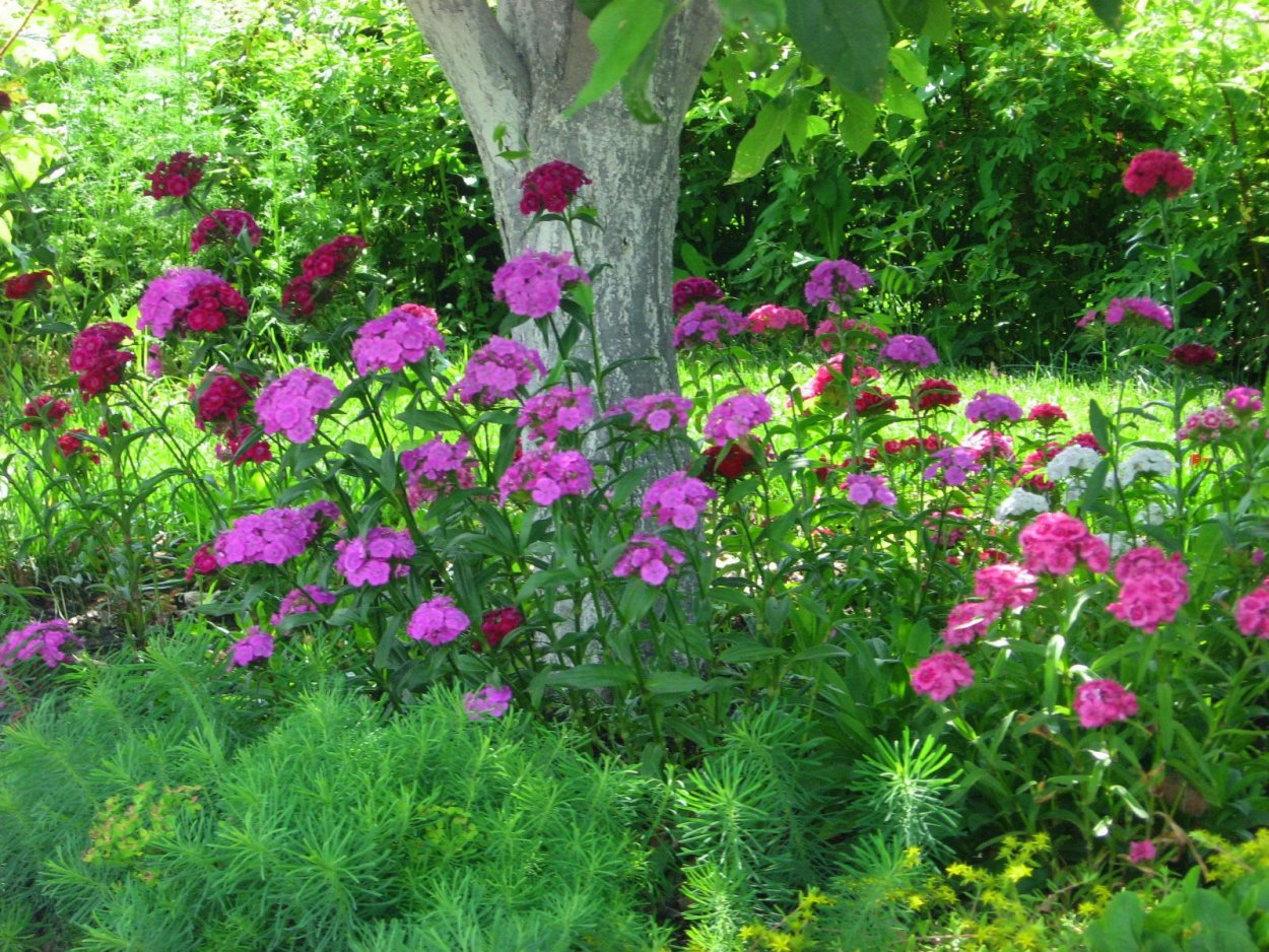 Ландшафт лесного участка с березами