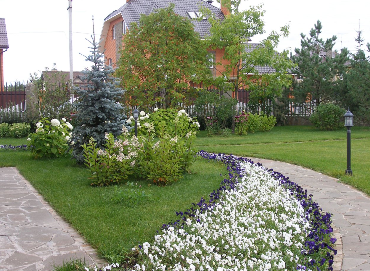 Березы на участке