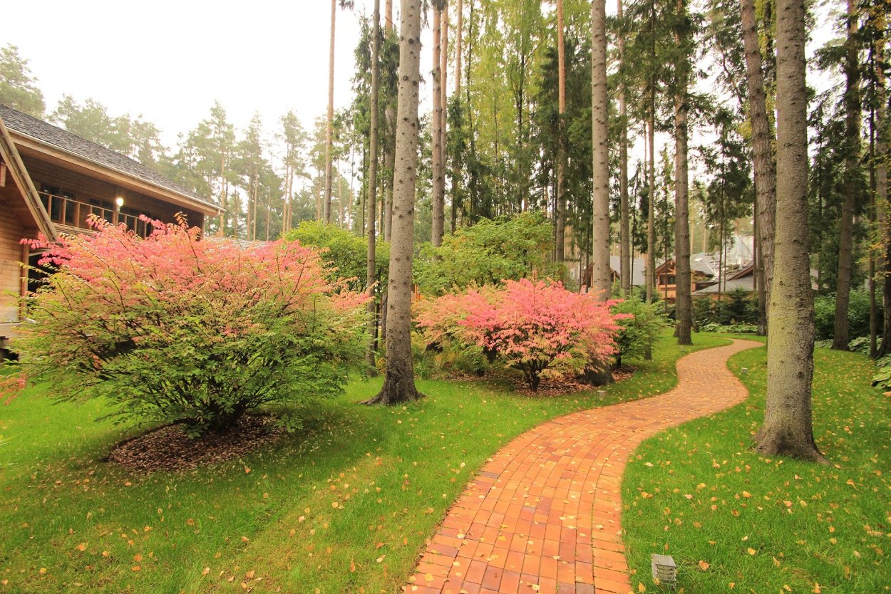 Приствольный круг яблони портулак