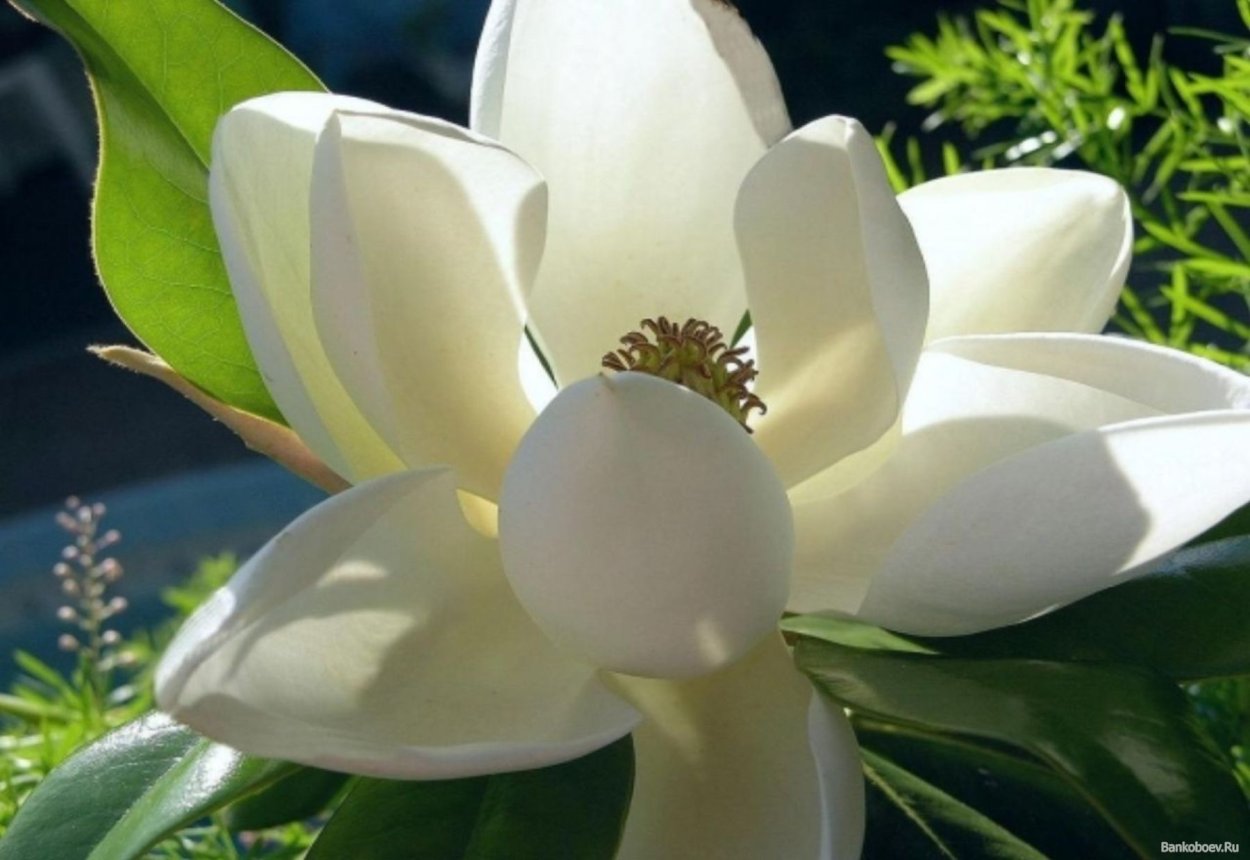 Цветы магнолии