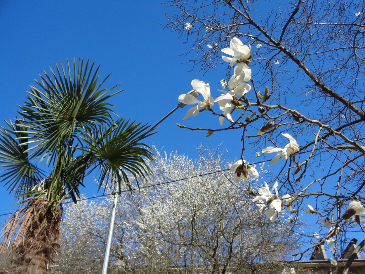 Дендрарий Сочи-цветет Магнолия