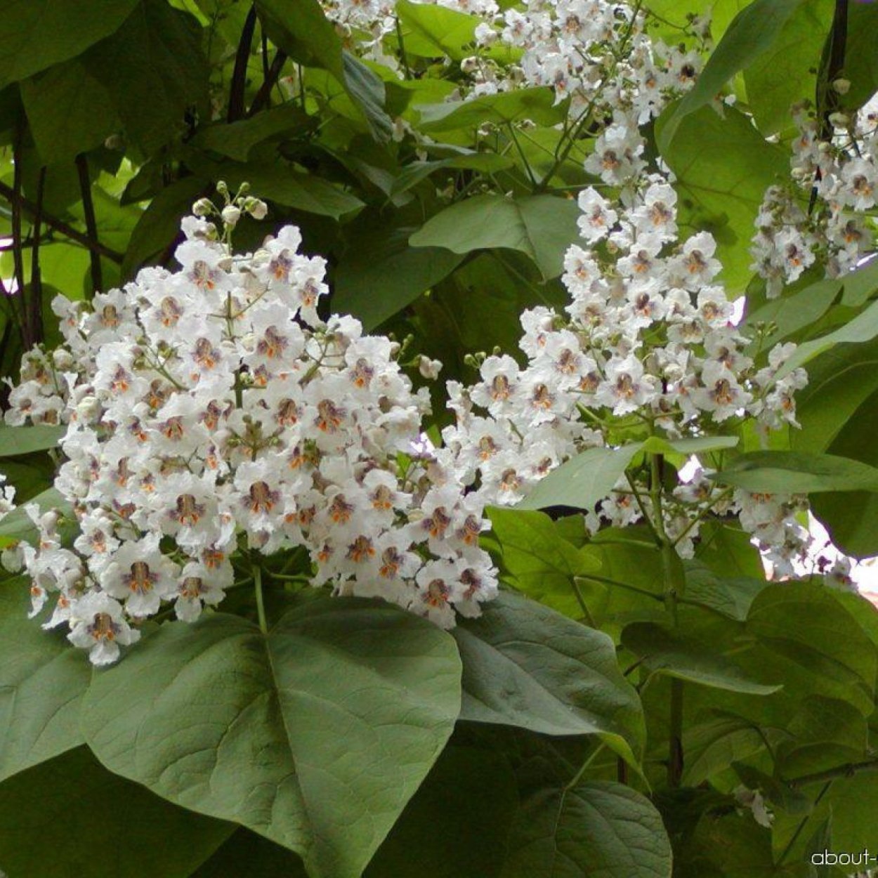 Катальпа бигнониевидная – Catalpa bignonioides Walter
