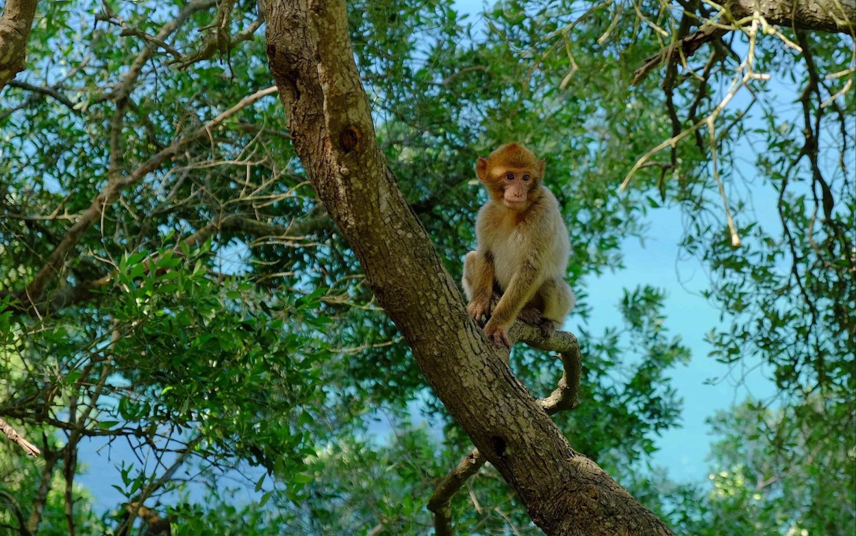 Молочай беложильчатый (Обезьянья Пальма)