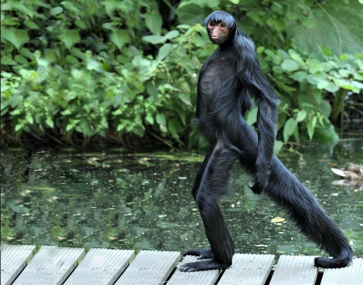 Обезьянка на дереве