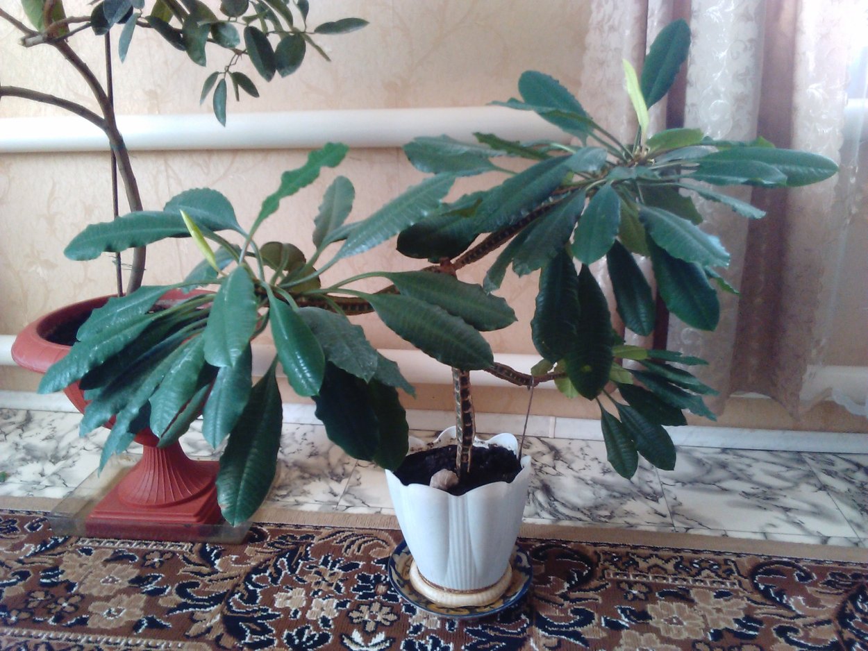 Чилийская сосна араукария