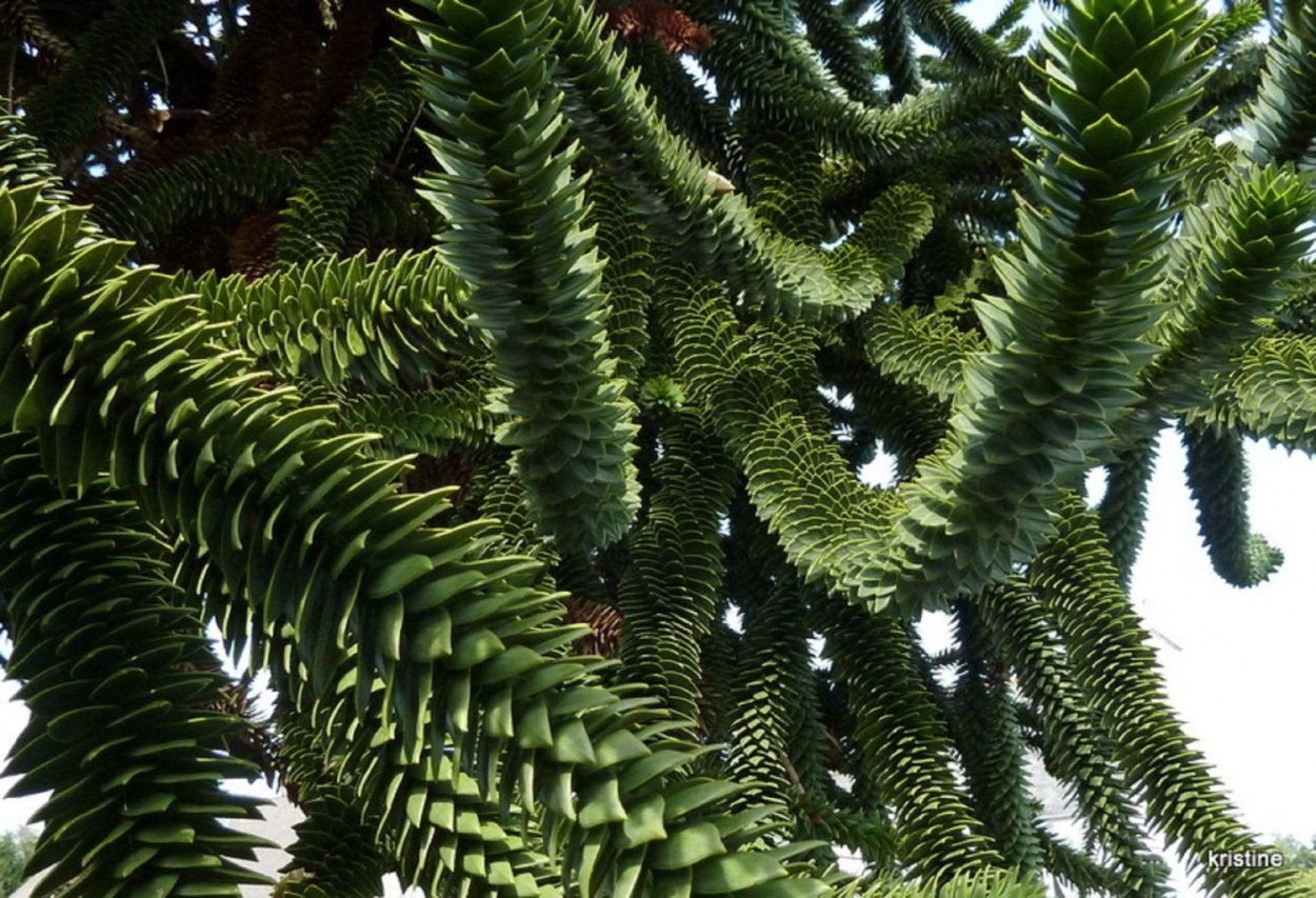 Эуфорбия миля Кактус