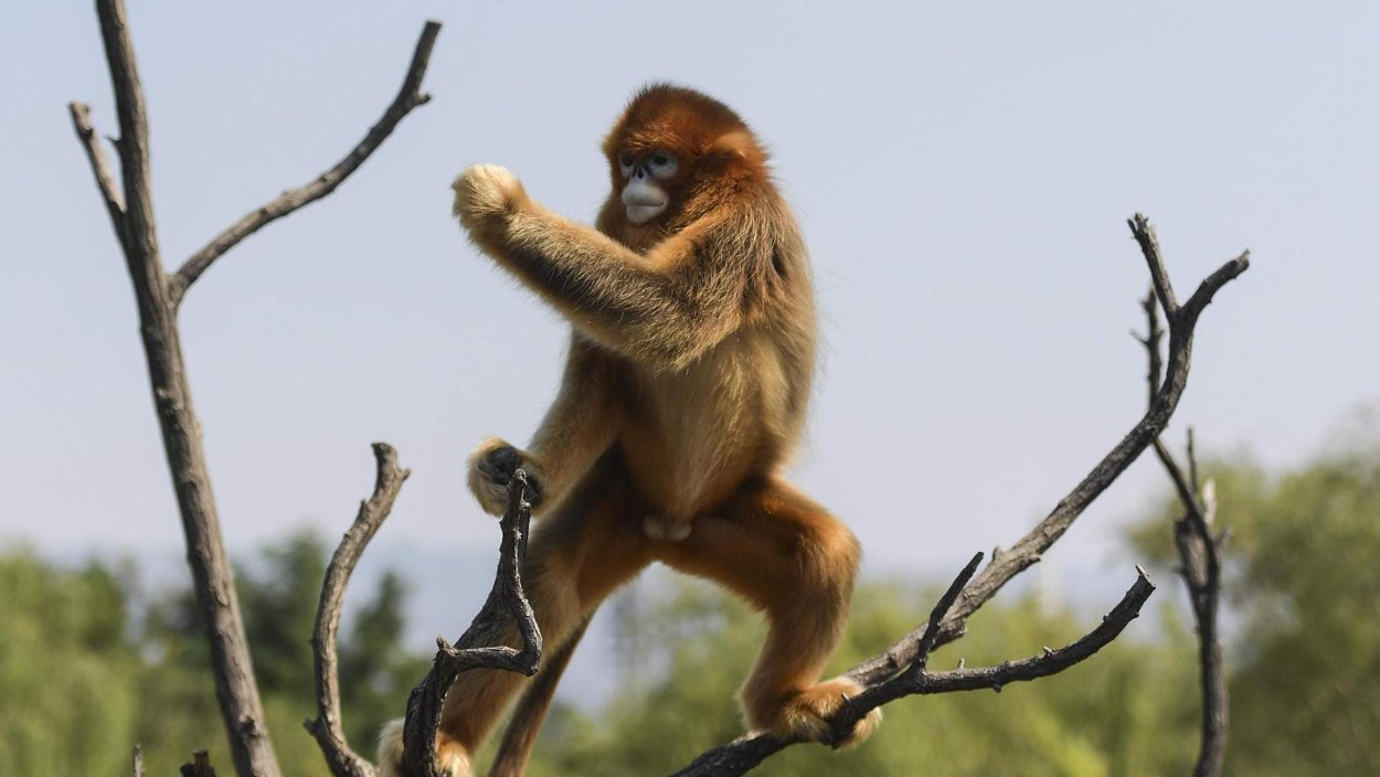 Орангутан на Лиане